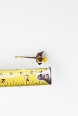 Cyrtopodium brunneum