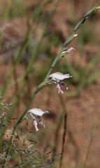 Gladiolus permeabilis edulis
