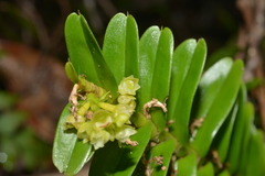 Appendicula reflexa