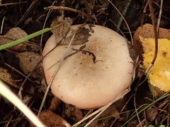 Russula exalbicans