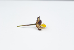 Cyrtopodium brunneum