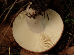 Russula exalbicans