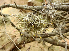 Tillandsia virescens