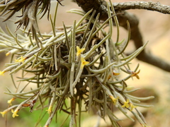 Tillandsia virescens