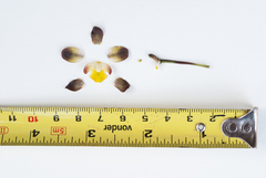 Cyrtopodium brunneum