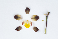 Cyrtopodium brunneum