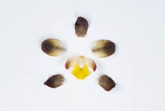 Cyrtopodium brunneum