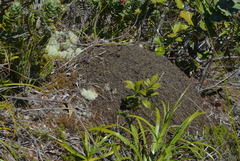 Microcerotermes novaecaledoniae