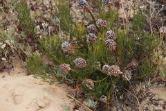 Serruria furcellata