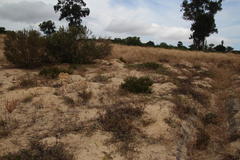 Serruria furcellata
