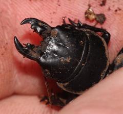 Pachyodontus languidus