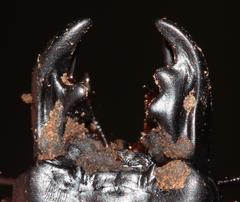 Pachyodontus languidus