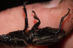 Pachyodontus languidus