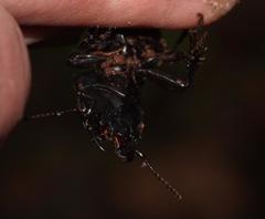 Pachyodontus languidus