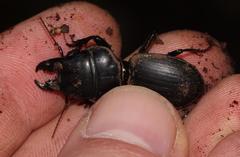 Pachyodontus languidus