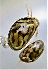Chlamydotheca arcuata