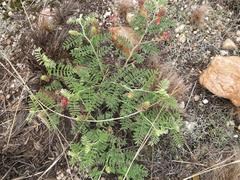 Indigofera oxytropis