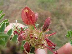 Indigofera oxytropis