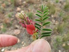 Indigofera oxytropis