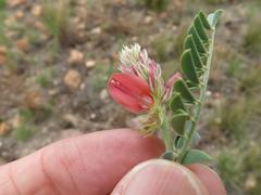 Indigofera oxytropis