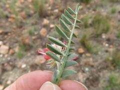 Indigofera oxytropis