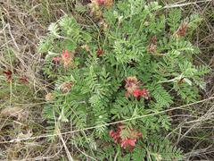 Indigofera oxytropis