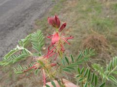 Indigofera oxytropis
