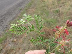Indigofera oxytropis