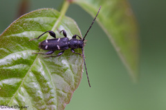 Phymatodes obliquus
