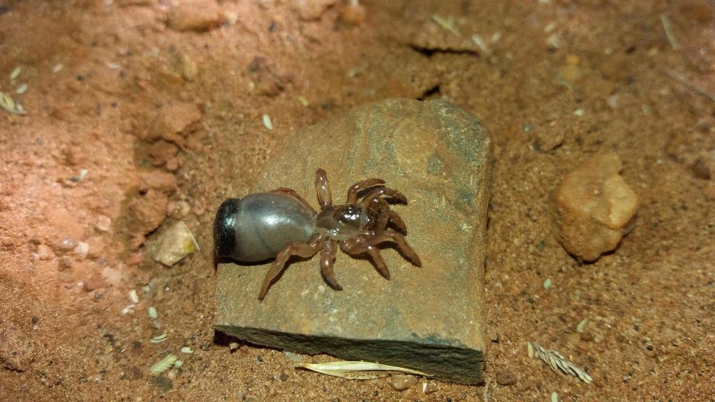 Shieldbum Trapdoor Spider