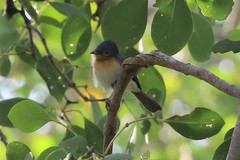 Myiagra rubecula concinna