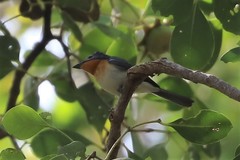 Myiagra rubecula concinna