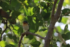 Myiagra rubecula concinna