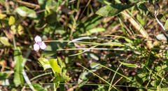 Callisia ornata