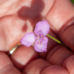 Callisia ornata