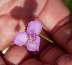 Callisia ornata