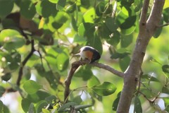 Myiagra rubecula concinna