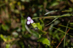 Callisia ornata