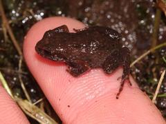 Arthroleptella lightfooti