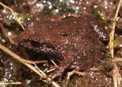 Arthroleptella lightfooti