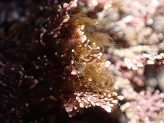 Arthrocardia corymbosa