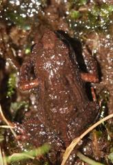 Arthroleptella lightfooti