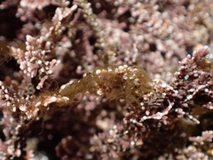 Arthrocardia corymbosa