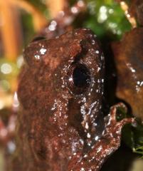 Arthroleptella lightfooti