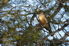 Turdus falcklandii magellanicus