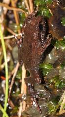 Arthroleptella lightfooti