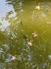 Cyprinus carpio