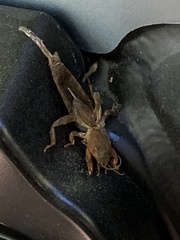 Neocurtilla