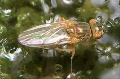 Ephydra