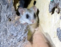 Thallomys nigricauda